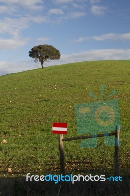 Empty Green Hills With Very Few Scattered Trees Stock Photo