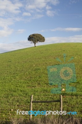 Empty Green Hills With Very Few Scattered Trees Stock Photo