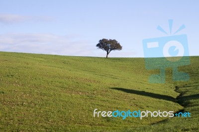 Empty Green Hills With Very Few Scattered Trees Stock Photo