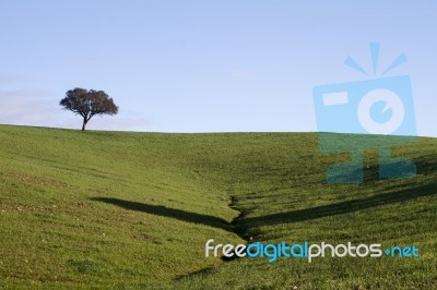 Empty Green Hills With Very Few Scattered Trees Stock Photo