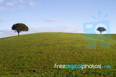 Empty Green Hills With Very Few Scattered Trees Stock Photo