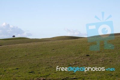 Empty Green Hills With Very Few Scattered Trees Stock Photo