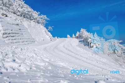 Empty Road And Trees Covered With Snow In Winter Stock Photo