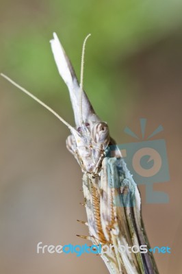 Empusa Pennata Stock Photo