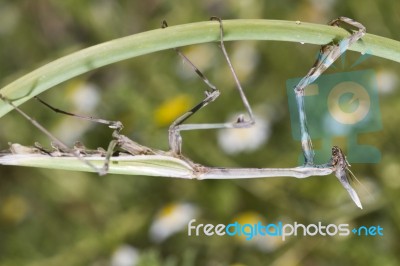 Empusa Pennata Stock Photo