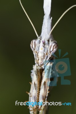 Empusa Pennata Stock Photo