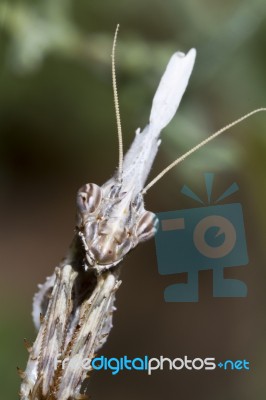 Empusa Pennata Stock Photo