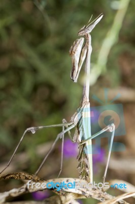 Empusa Pennata Stock Photo