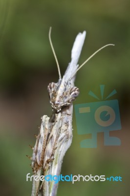 Empusa Pennata Stock Photo