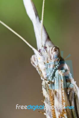 Empusa Pennata Stock Photo