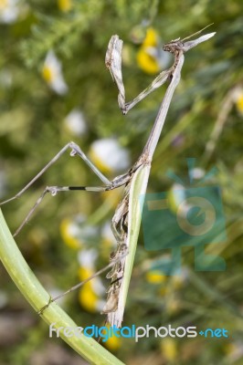 Empusa Pennata Stock Photo