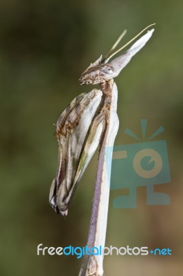 Empusa Pennata Stock Photo