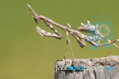 Empusa Pennata Insect Stock Photo