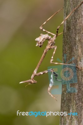 Empusa Pennata Insect Stock Photo