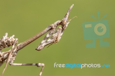 Empusa Pennata Insect Stock Photo