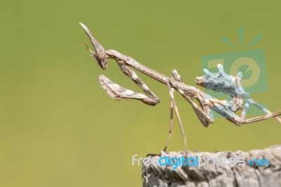 Empusa Pennata Insect Stock Photo