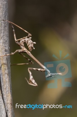 Empusa Pennata Insect Stock Photo