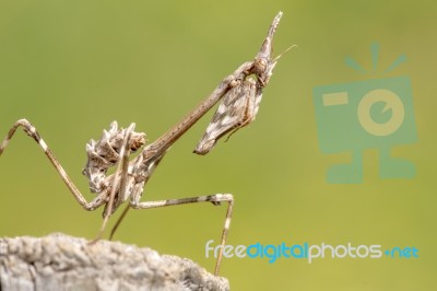 Empusa Pennata Insect Stock Photo