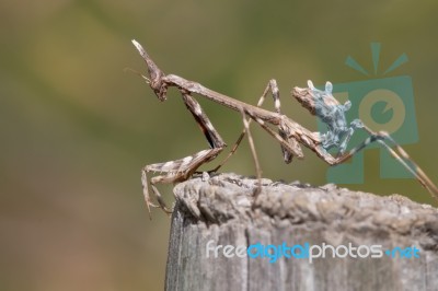 Empusa Pennata Insect Stock Photo