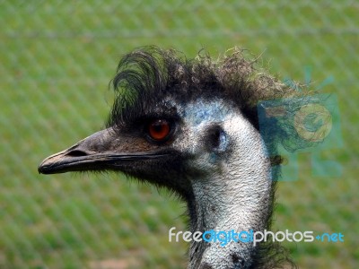 Emu Stock Photo