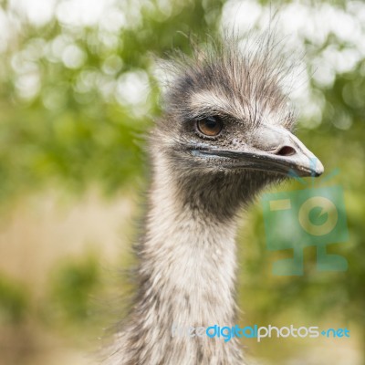 Emu By Itself Outdoors During The Daytime Stock Photo