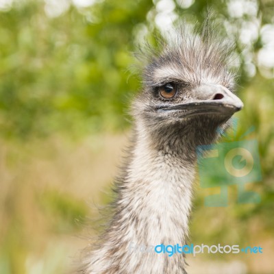 Emu By Itself Outdoors During The Daytime Stock Photo