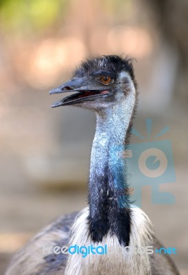 Emu Head Stock Photo