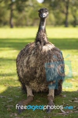 Emu In The Outdoors During The Day Stock Photo