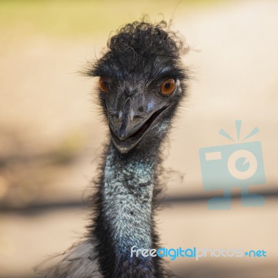 Emu In The Outdoors During The Day Stock Photo