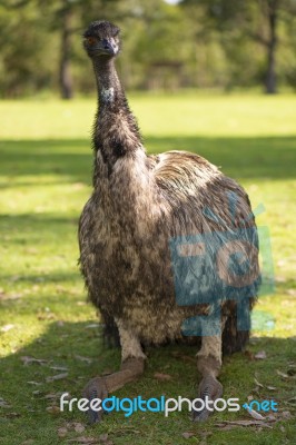 Emu In The Outdoors During The Day Stock Photo