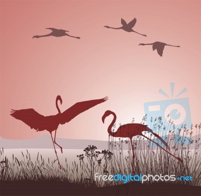 Engagement Dancing Flamingos Stock Image