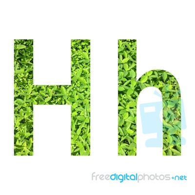 English Alphabet Made From Green Grass On White Background Stock Photo