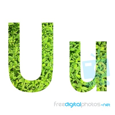 English Alphabet Made From Green Grass On White Background Stock Photo