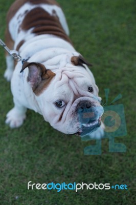 English Bulldog Close-up Stock Photo