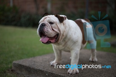 English Bulldog Is Standing Stock Photo