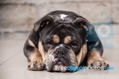 English Bulldog Looking At The Camera Stock Photo