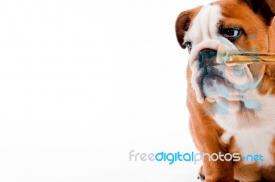 English Bulldog Puppy Stock Photo