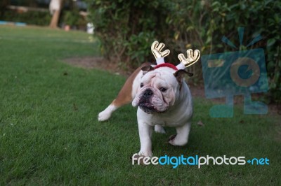 English Bulldog Run On The Park Stock Photo