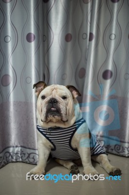 English Bulldog Sit On The Floor Stock Photo