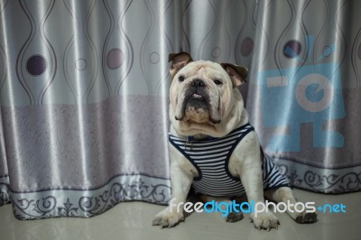 English Bulldog Sit On The Floor Stock Photo