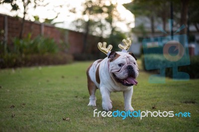 English Bulldog With Gold Horn Walk On The Park Stock Photo