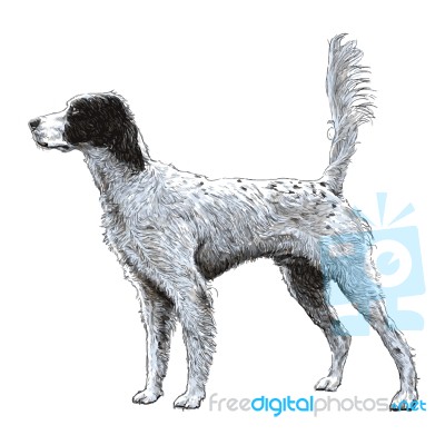 English Setter Stock Image