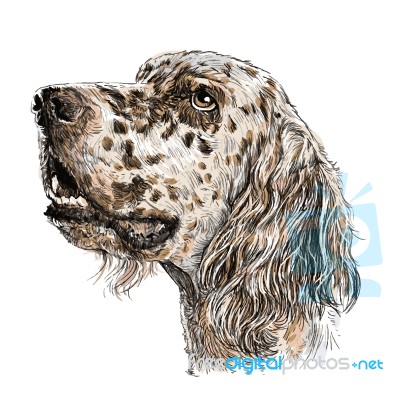 English Setter Stock Image