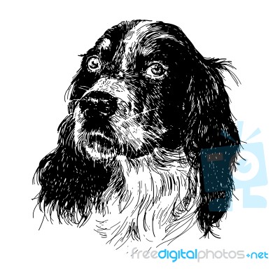 English Setter Stock Image