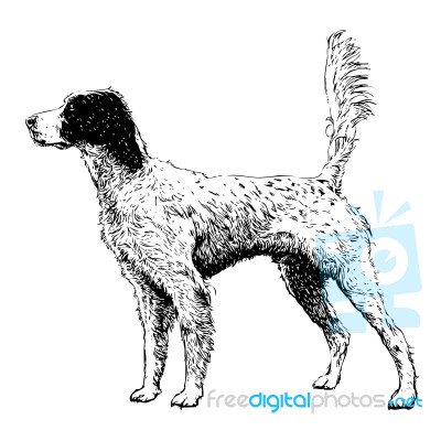 English Setter Stock Image