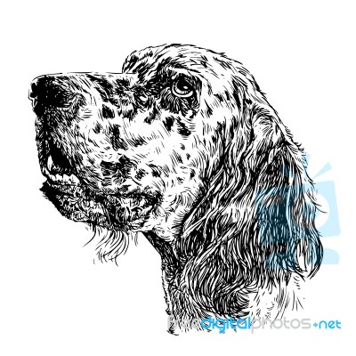 English Setter Stock Image