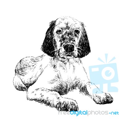 English Setter Stock Image