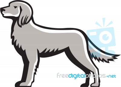 English Setter Standing Side View Retro Stock Image