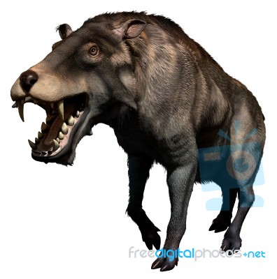 Entelodon Stock Image