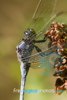 Epaulet Skimmer (orthetrum Chrysostigma) Stock Photo